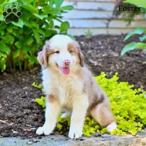 Foster, Australian Shepherd Puppy
