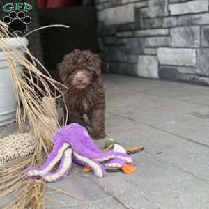 Almond, Mini Labradoodle Puppy