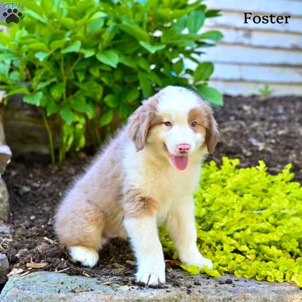 Foster, Australian Shepherd Puppy