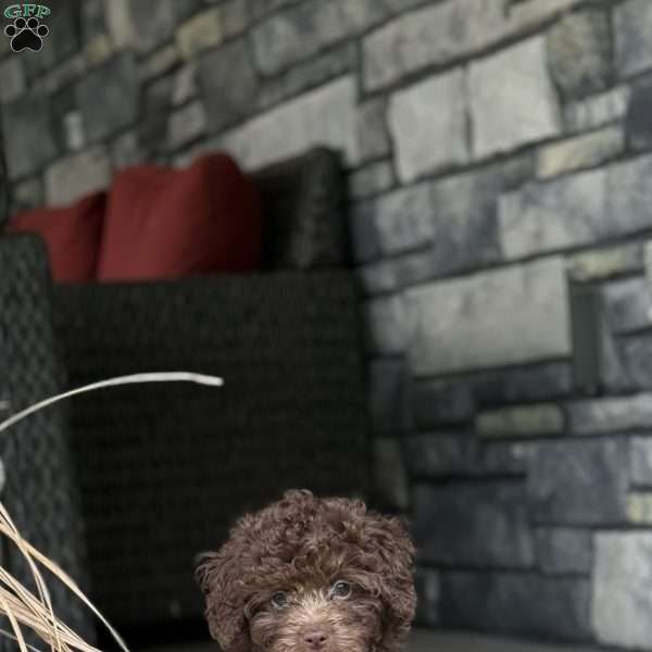 Almond, Mini Labradoodle Puppy