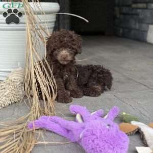 Almond, Mini Labradoodle Puppy