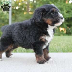 Milo, Mini Bernedoodle Puppy