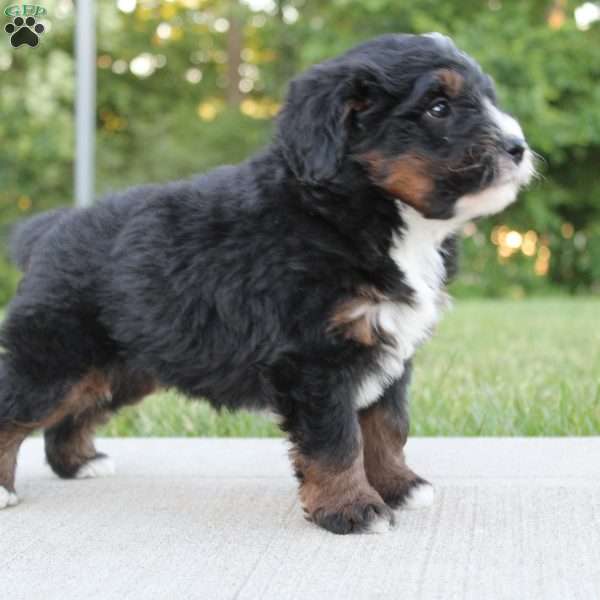 Milo, Mini Bernedoodle Puppy