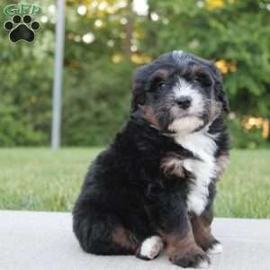 Milo, Mini Bernedoodle Puppy