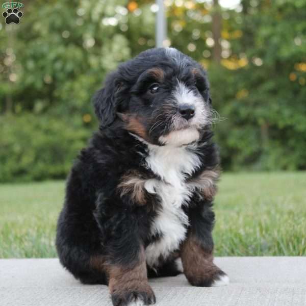 Milo, Mini Bernedoodle Puppy
