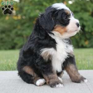 Oden, Mini Bernedoodle Puppy