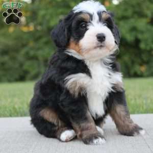 Oden, Mini Bernedoodle Puppy