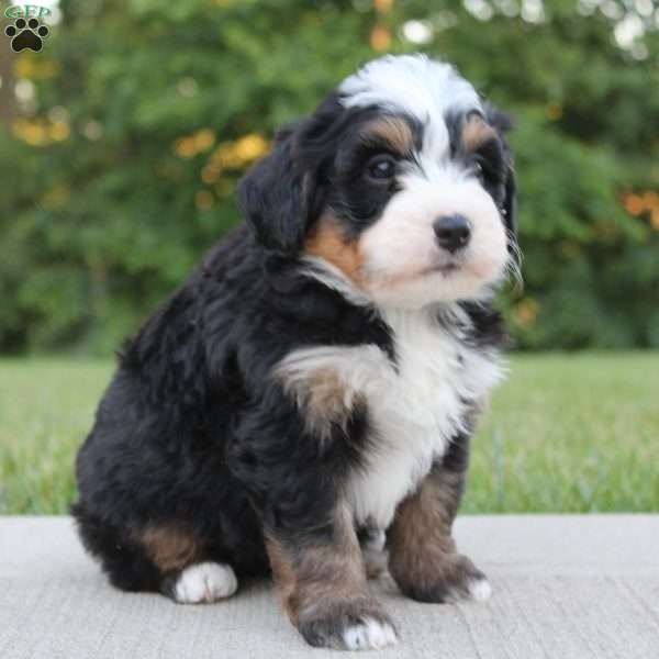 Oden, Mini Bernedoodle Puppy