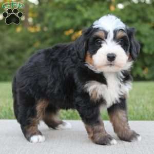 Oden, Mini Bernedoodle Puppy