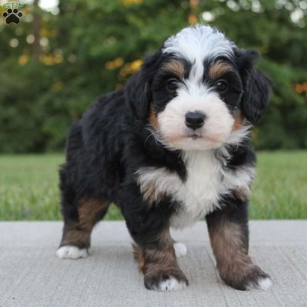 Oden, Mini Bernedoodle Puppy