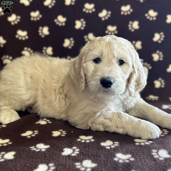 REMY, Goldendoodle Puppy