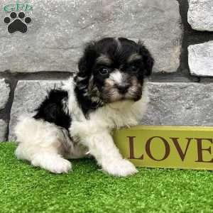 Dillon, Havanese Puppy