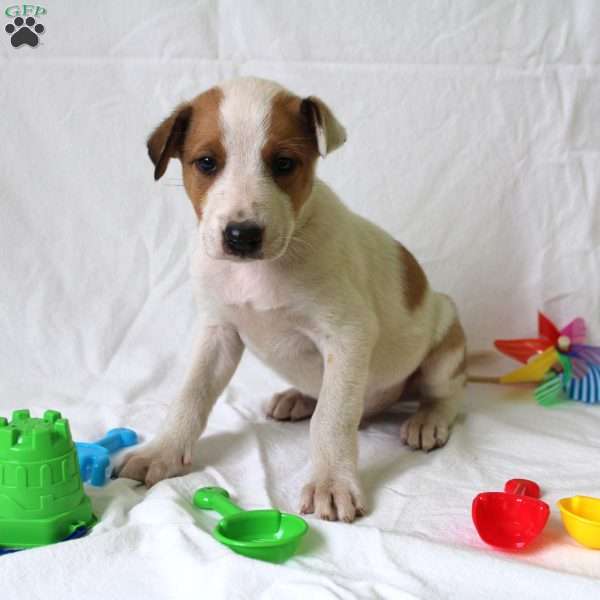 Archie, Collie Mix Puppy