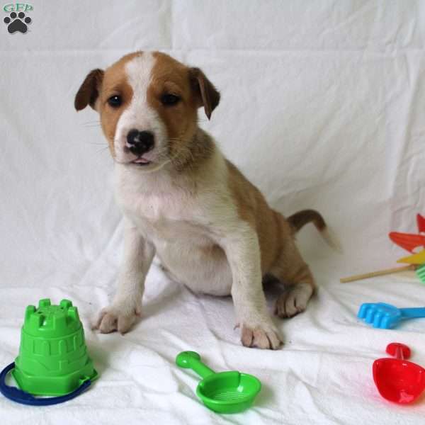 Atlas, Collie Mix Puppy