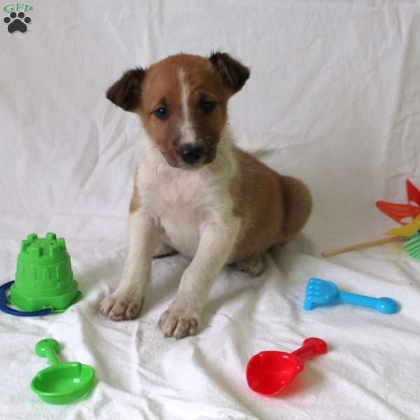 Annie, Collie Mix Puppy