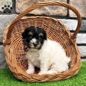 Dillon, Havanese Puppy
