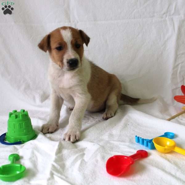 Ava, Collie Mix Puppy