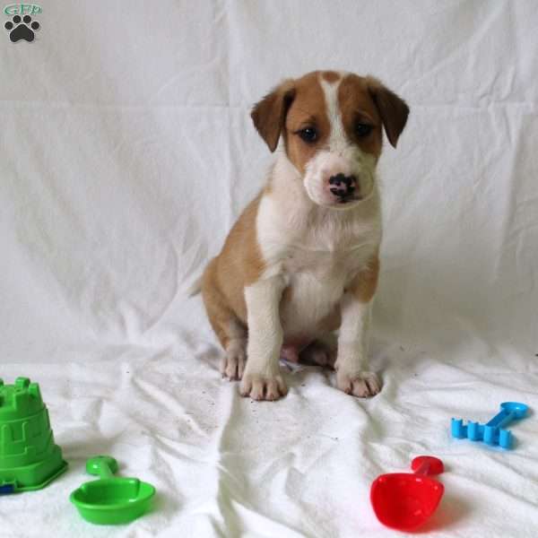 Ace, Collie Mix Puppy