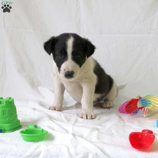 Abby, Collie Mix Puppy
