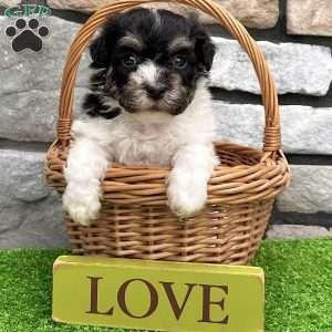 Dillon, Havanese Puppy