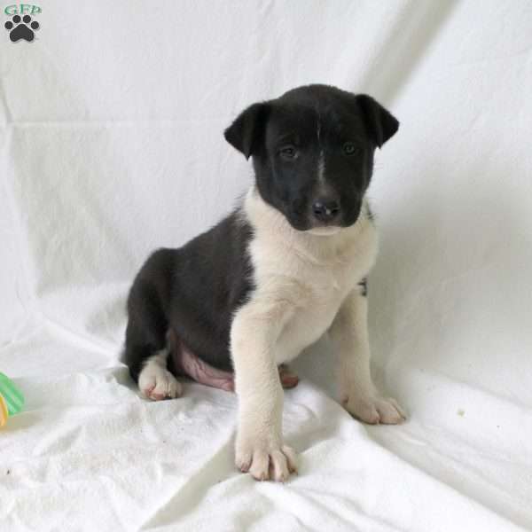 Andy, Collie Mix Puppy