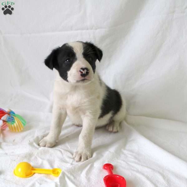 Amos, Collie Mix Puppy