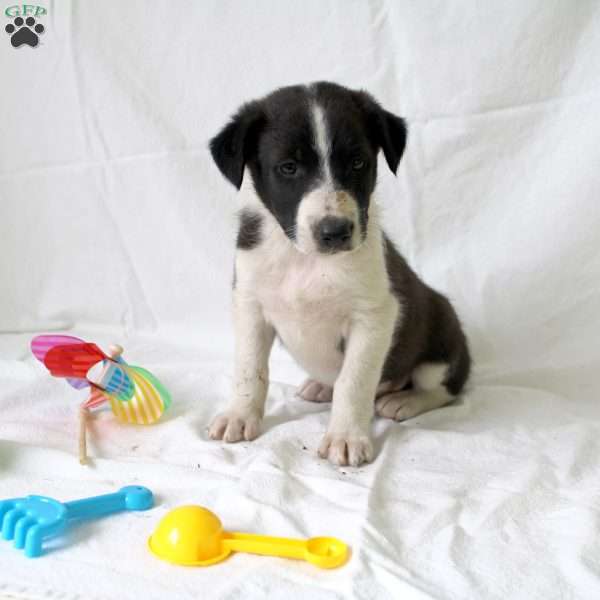 Axel, Collie Mix Puppy