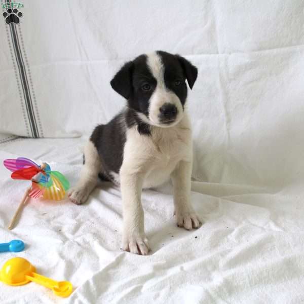 Allie, Collie Mix Puppy