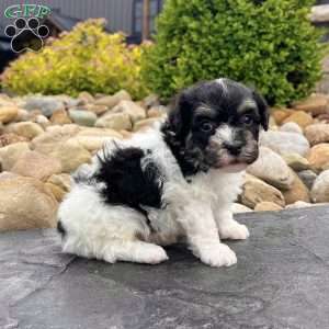 Dillon, Havanese Puppy