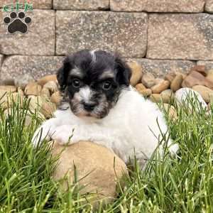 Dillon, Havanese Puppy