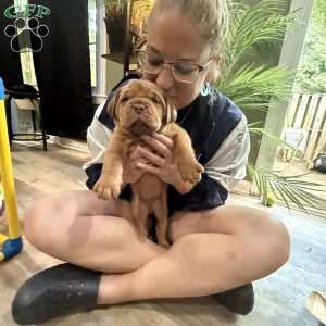 Lime, Dogue De Bordeaux/French Mastiff Puppy