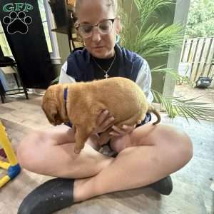 Blue, Dogue De Bordeaux/French Mastiff Puppy