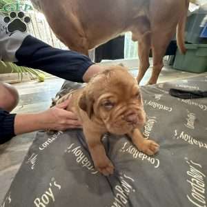Blue, Dogue De Bordeaux/French Mastiff Puppy