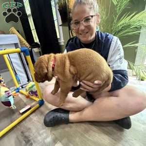 Pink, Dogue De Bordeaux/French Mastiff Puppy