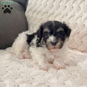 Dillon, Havanese Puppy