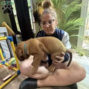 Light blue, Dogue De Bordeaux/French Mastiff Puppy