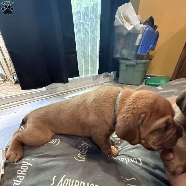Light blue, Dogue De Bordeaux/French Mastiff Puppy