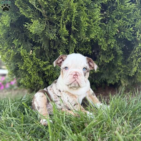 Layla, Beabull Puppy