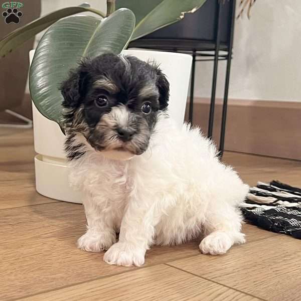 Dillon, Havanese Puppy