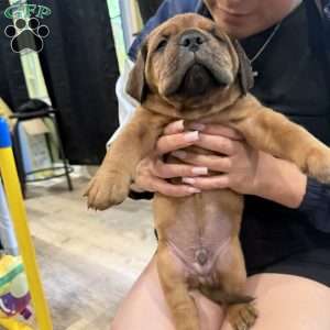 Red, Dogue De Bordeaux/French Mastiff Puppy