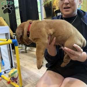 Red, Dogue De Bordeaux/French Mastiff Puppy