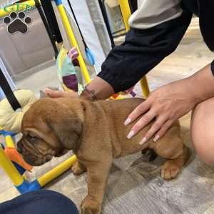 Red, Dogue De Bordeaux/French Mastiff Puppy