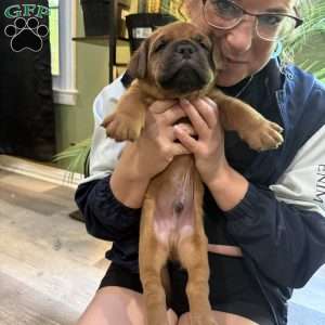 Black, Dogue De Bordeaux/French Mastiff Puppy
