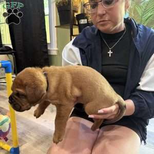 Black, Dogue De Bordeaux/French Mastiff Puppy