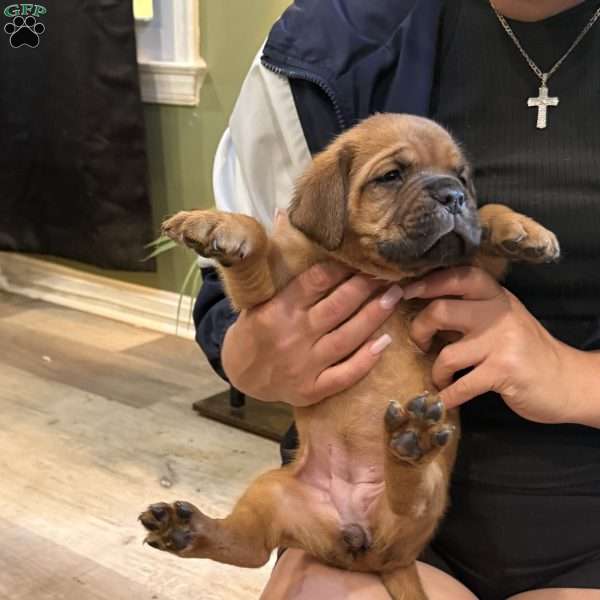 Grey, Dogue De Bordeaux/French Mastiff Puppy