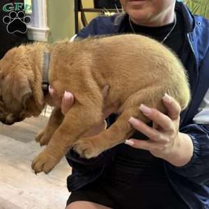 Grey, Dogue De Bordeaux/French Mastiff Puppy