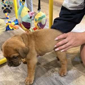 Grey, Dogue De Bordeaux/French Mastiff Puppy