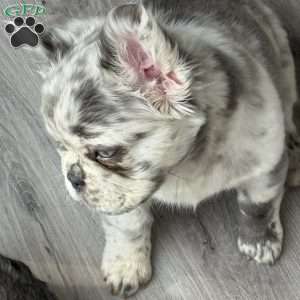 Prada, French Bulldog Puppy