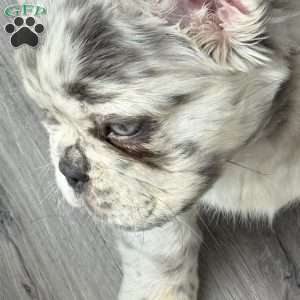 Prada, French Bulldog Puppy