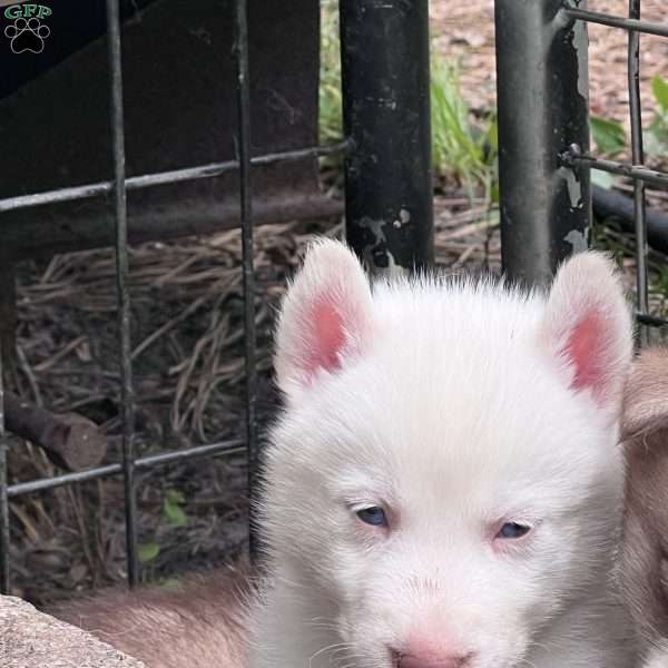 Ice Prince, Siberian Husky Puppy